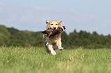 GOLDEN RETRIEVER 406